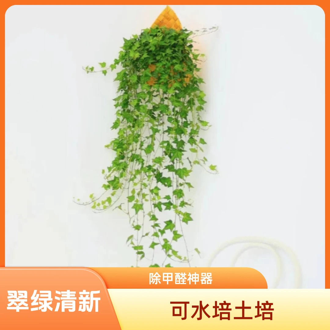 枫叶常春藤水培比春羽售后好养可土培观叶翠绿阳台垂吊新房除甲醛