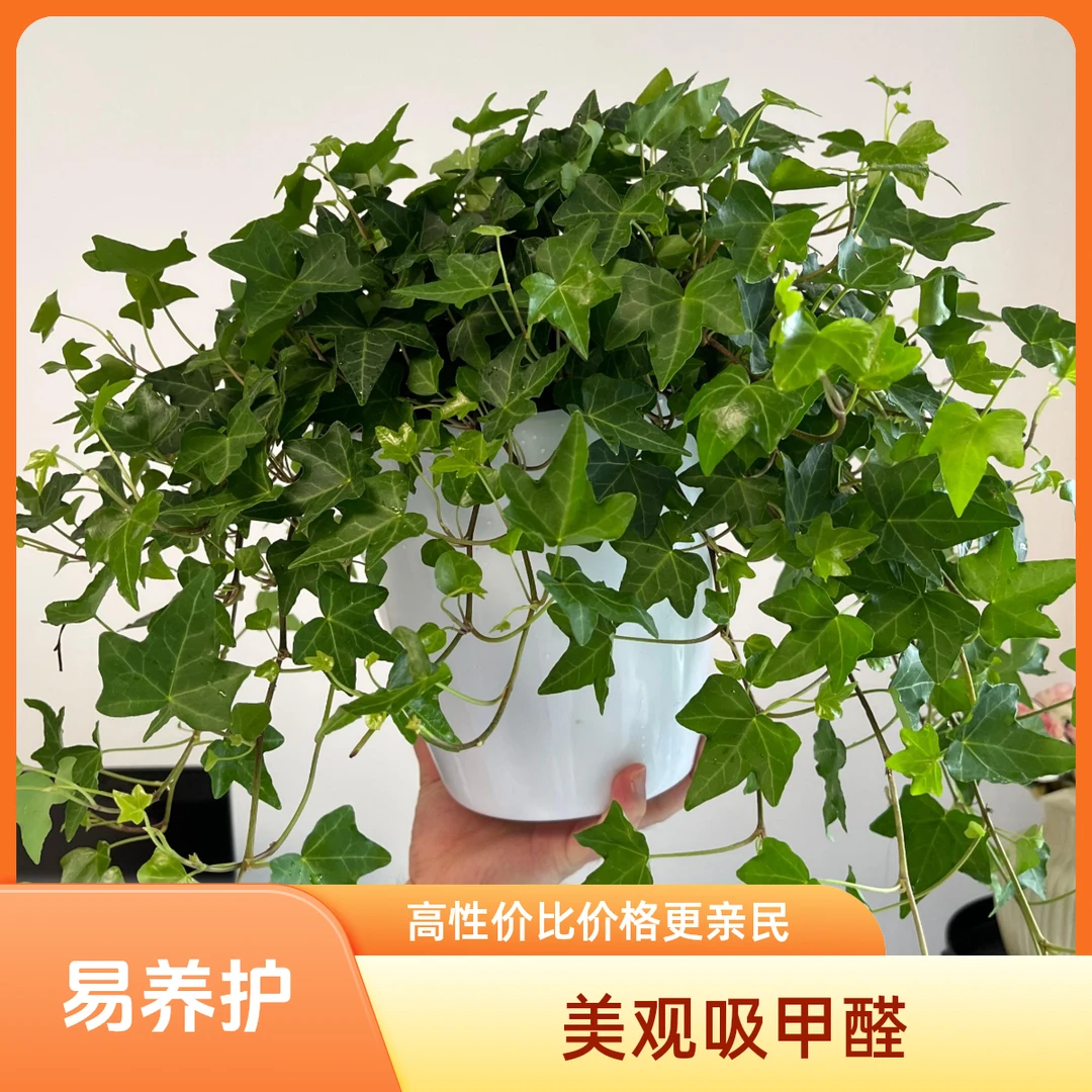 水培枫叶常春藤比春羽绿萝好养可土培观叶翠绿阳台除甲醛室内植物