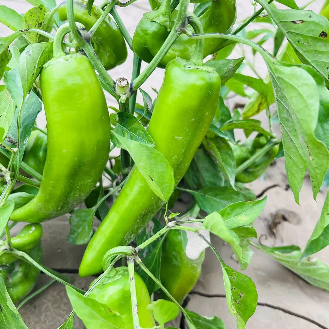 有机辣椒1000克(李琬有机菜)