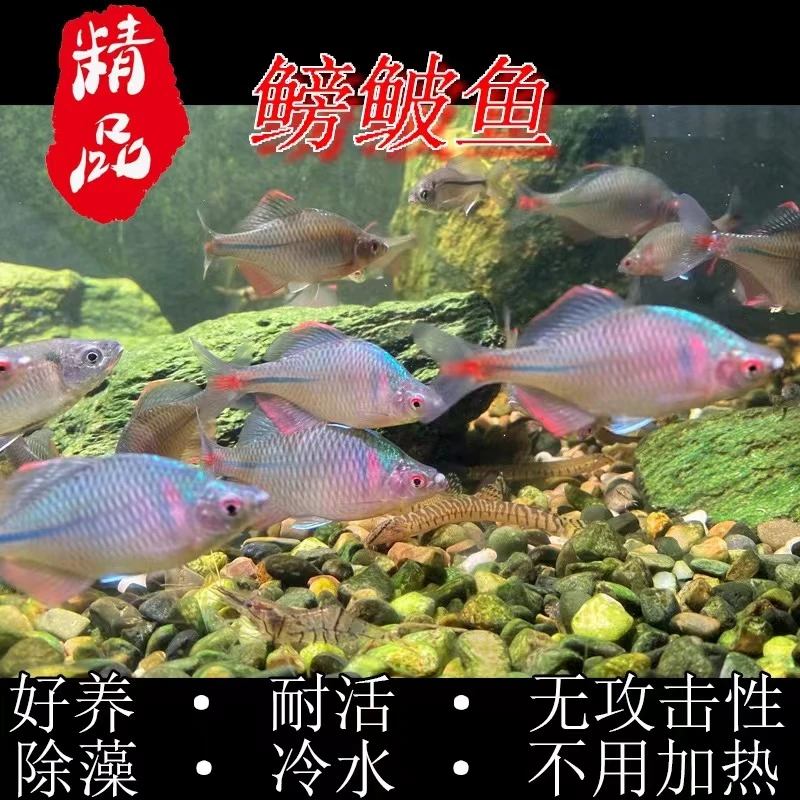 淡水观赏鱼原生溪流鱼彩石鳑鲏高体鳑鲏年末清仓买一送一