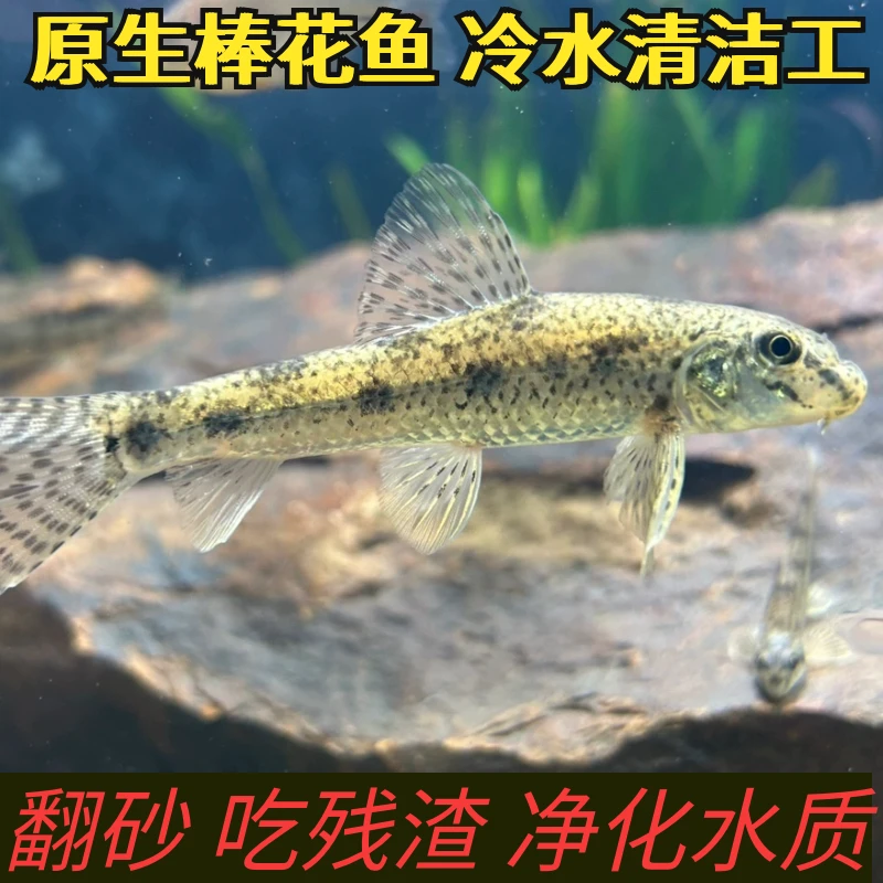 溪流原生工具鱼观赏鱼年末清仓买一送一