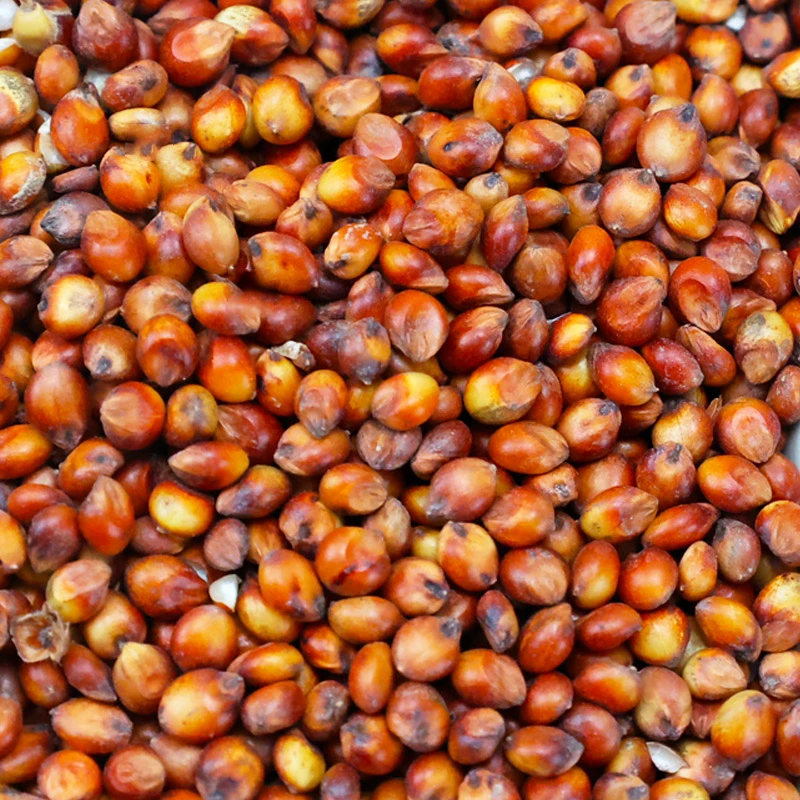 带皮红高粱米去壳袋装红高梁酿酒高粱喂鸽子饲料散装饱满农家食用