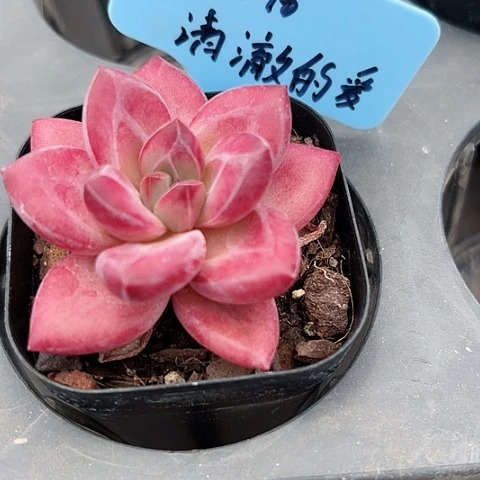 ?***爱赫菲斯托多肉植物