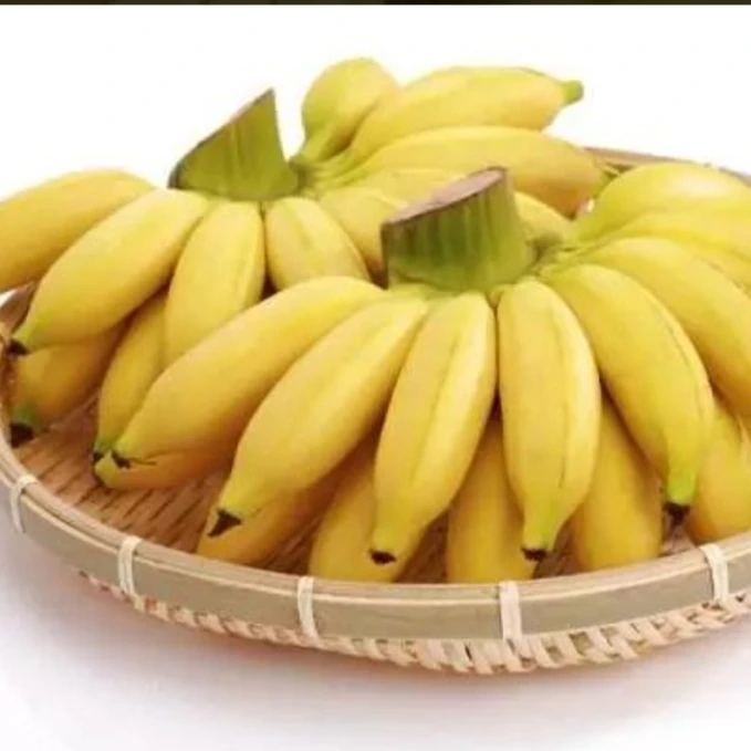 云南新鲜水果小米蕉皇帝蕉果园直发实时香蕉