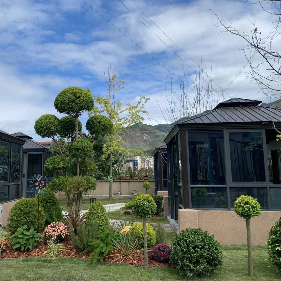 转角花园#亮晶女贞 单头多头造型 花园花境庭院造景美观易栽培