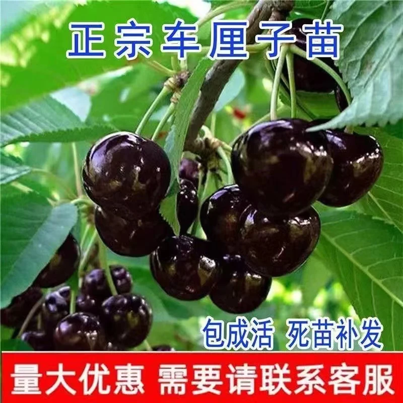 车厘子树苗樱桃树苖南方北方种植盆栽庭院果树矮化樱桃树大樱桃苗
