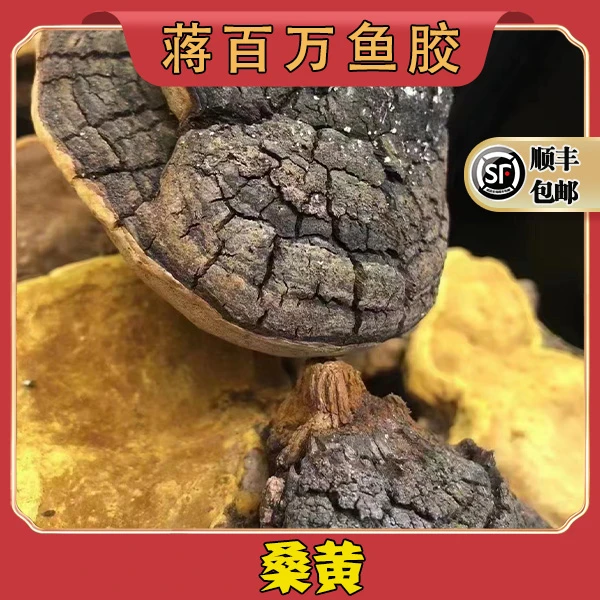广东蒋百万鱼胶桑黄