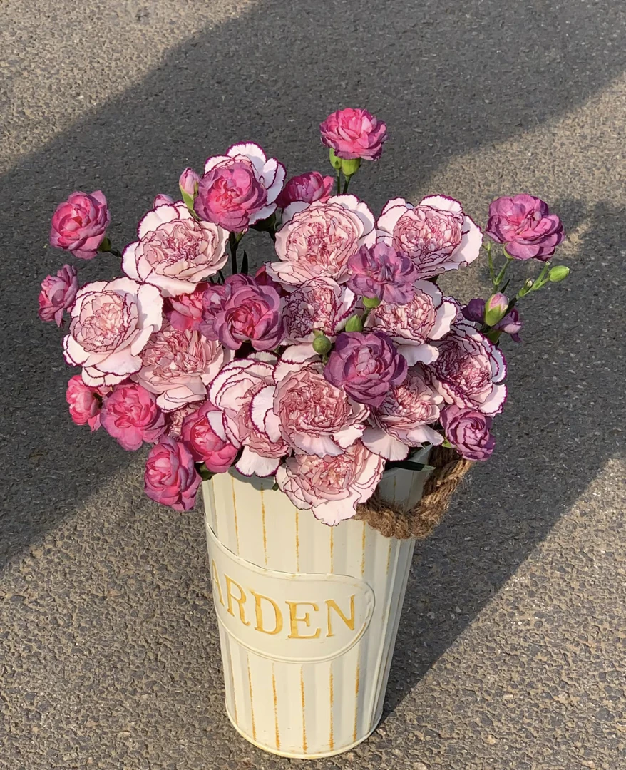 单头康乃馨一单也包邮，一单普通快递，两单京东送上门