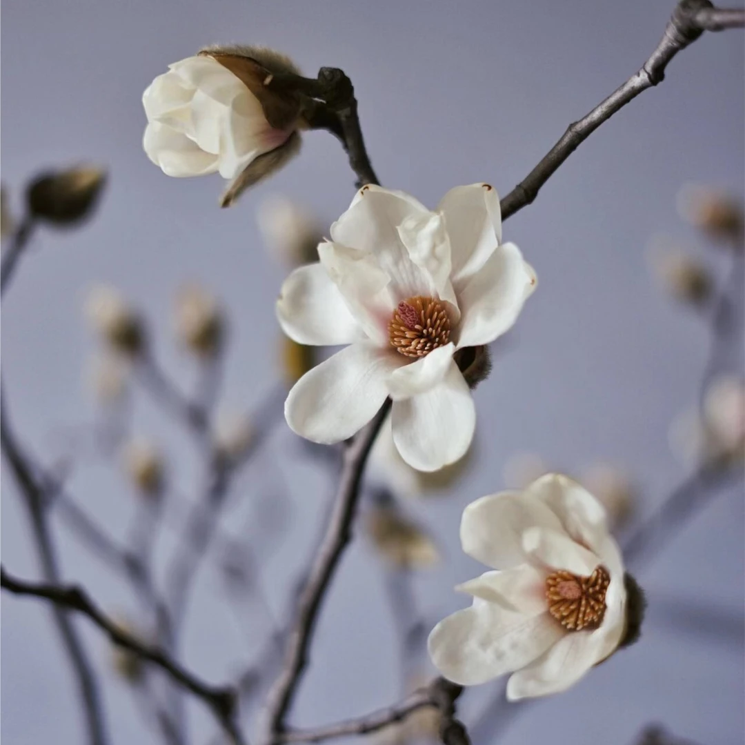 【花本家】AAA级玉兰枝丨鲜切枝丨玉雪赏枝型丨霓裳赏开花卧室