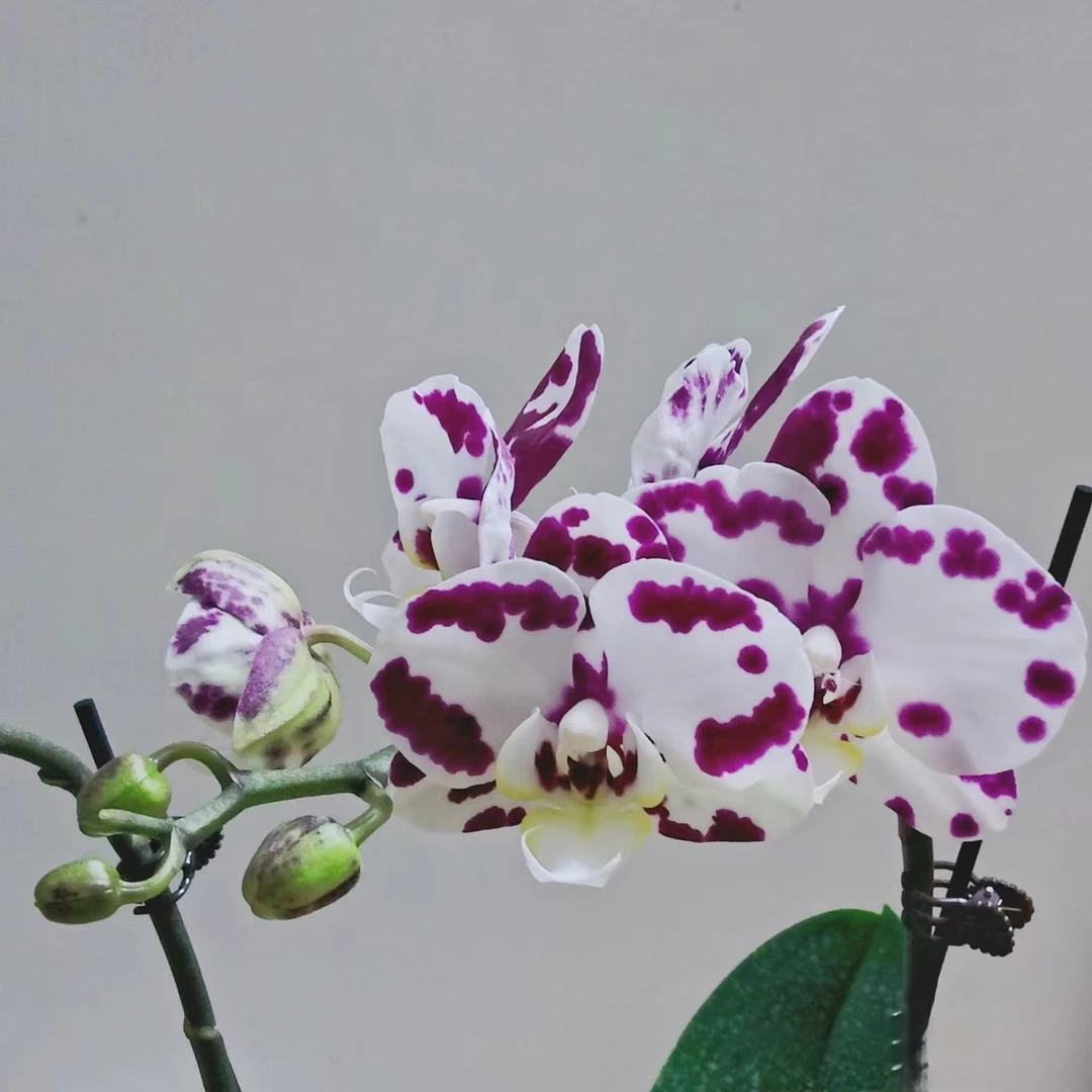 【花本家】小奶牛蝴蝶兰丨稀有蝴蝶兰室内阳台盆栽植物自然实物颜色