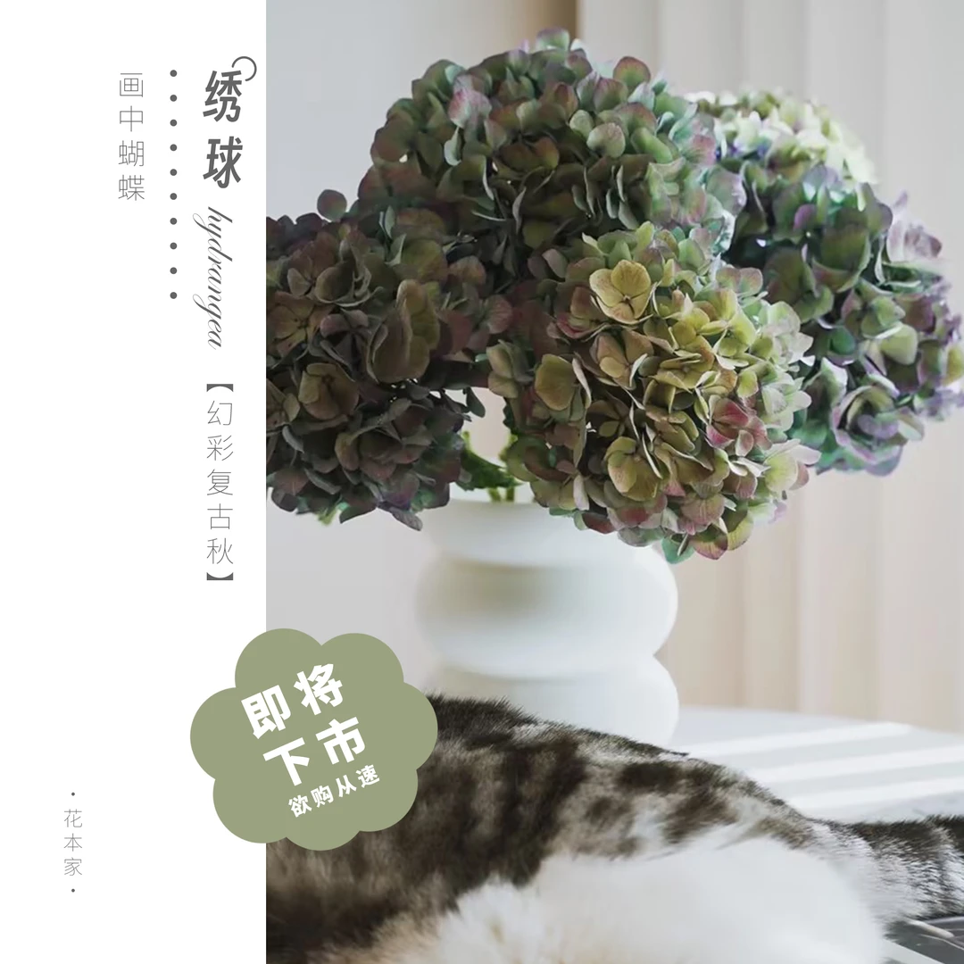 【刘同老师直播专享】幻彩秋季复古秋绣球丨真花叶子自然鲜切花