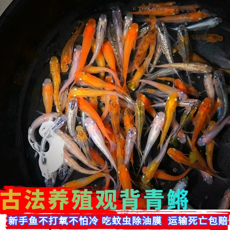 观赏鱼冷水鱼观背青鳉古法养殖无需增氧迷你小型鱼吃蚊虫油膜