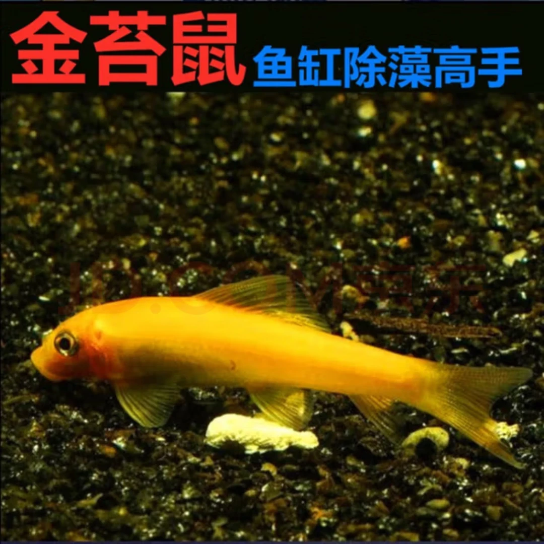 金苔鼠吃鱼缸青苔垃圾除藻清洁鱼工具鱼活体热带鱼小型鱼淡水鱼