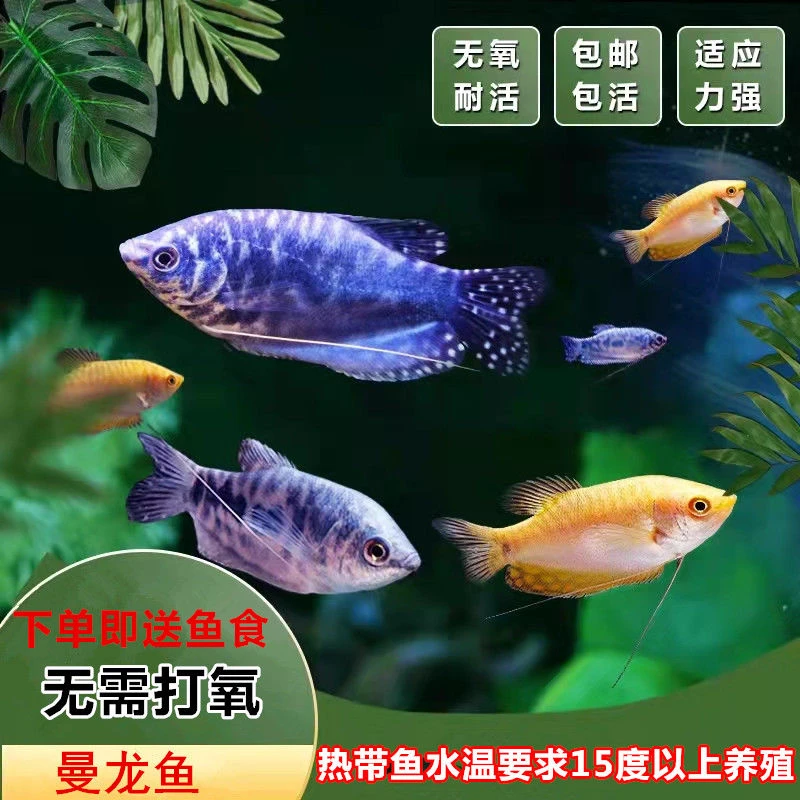 曼龙鱼血五彩招财丽丽热带观赏鱼吃蛋白虫鱼好养耐活蓝黄曼龙鱼