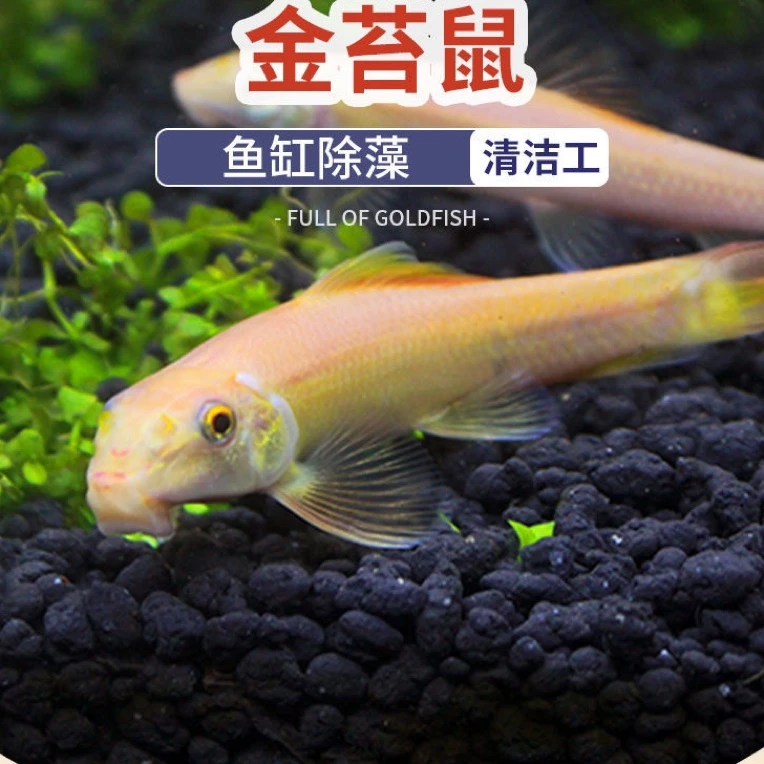 青苔鼠金苔鼠清道夫除藻鱼清洁鱼活体工具鱼热带淡水鱼缸清洁工