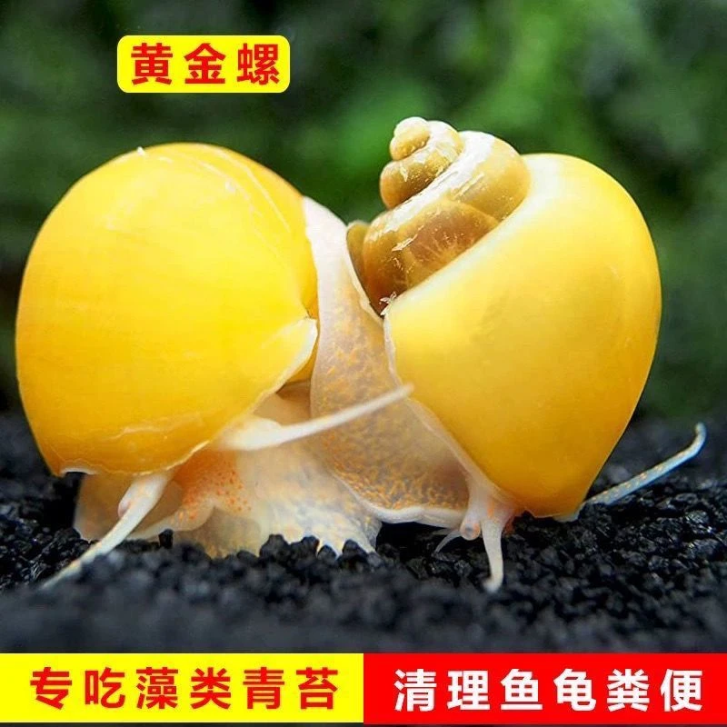 绿藻黄金螺大号净化水质批发清洁鲜活观赏螺吃鱼屎鱼缸除草