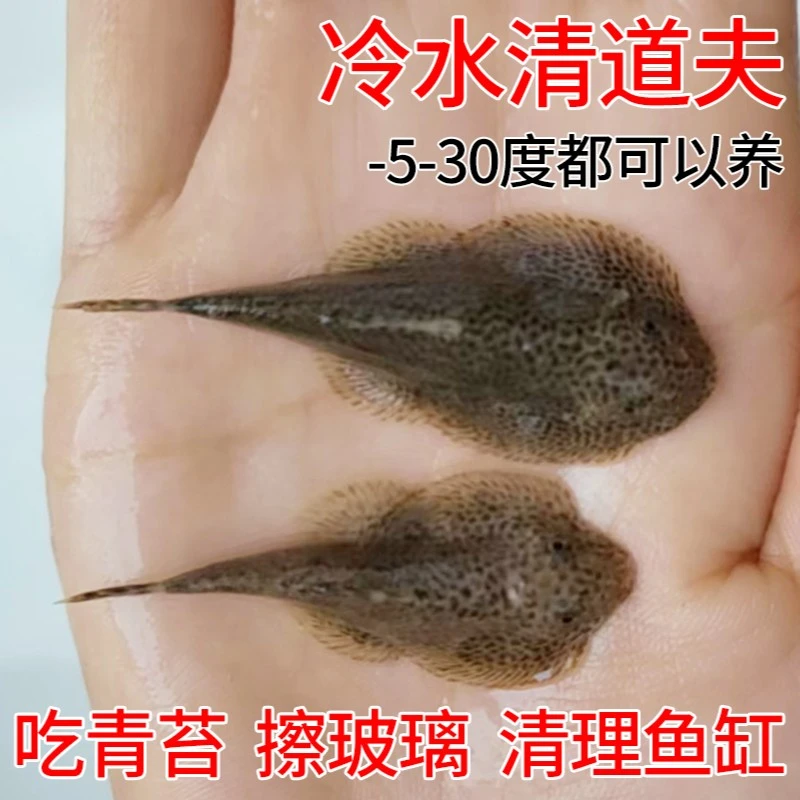 冷水鱼清道夫清洁鱼爬岩鳅琵琶鱼双吸盘清理鱼粪藻类擦玻璃工具鱼
