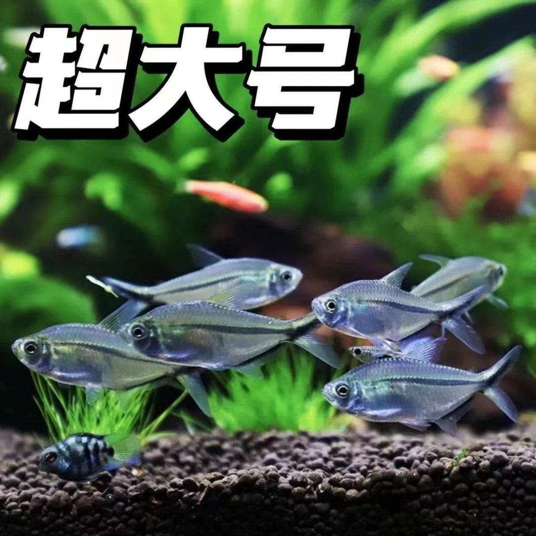 黑尾群游观赏鱼群游鱼草缸小型热带鱼活体扯旗鱼观赏鱼红绿灯包邮