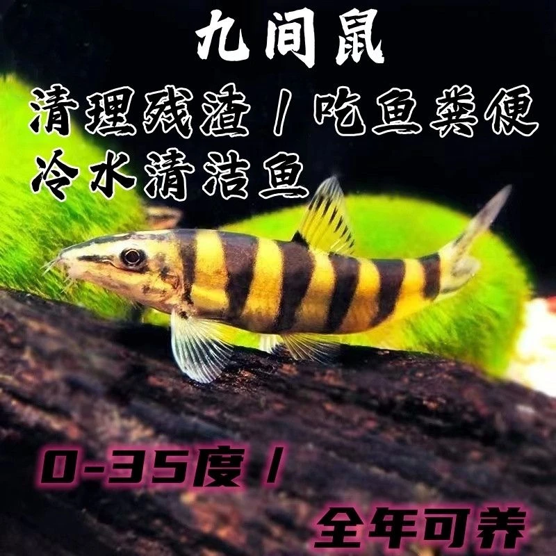 壮体沙鳅九间鼠原生冷水鱼漓江副鳅底层工具鱼吃残渣粪便清洁鱼