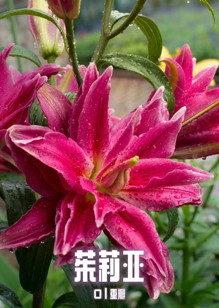 茱莉亚【百合】种球室内地栽盆栽浓香大花耐寒四季根系盆底栽培种