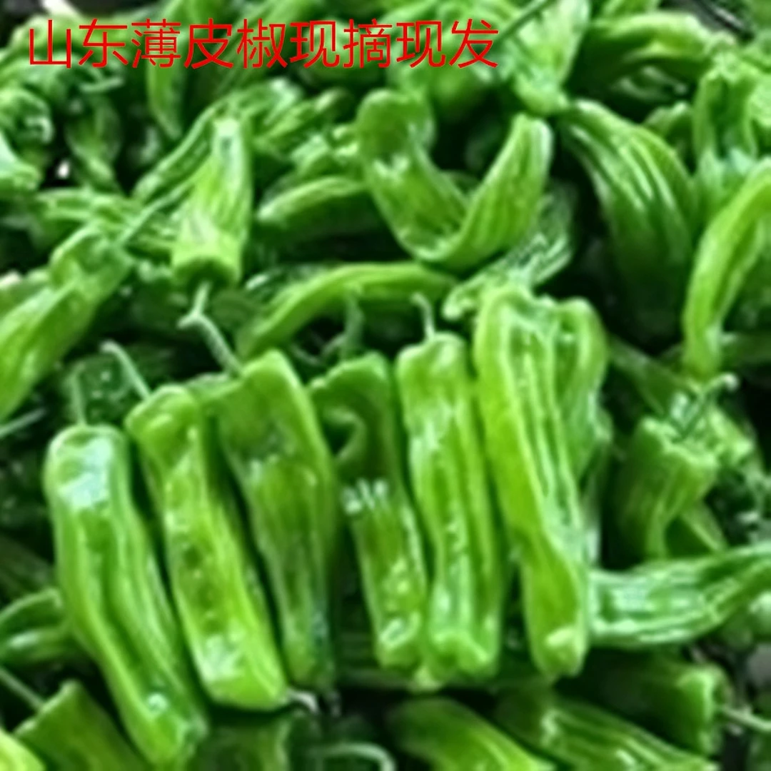 正宗薄皮辣椒现摘现发薄皮辣味保鲜新鲜适中