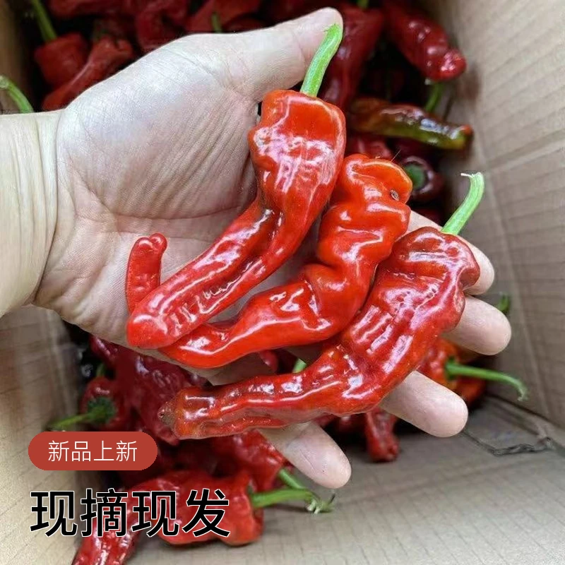 山东红紫小皱皮特辣现摘现发基地种植菜园直发
