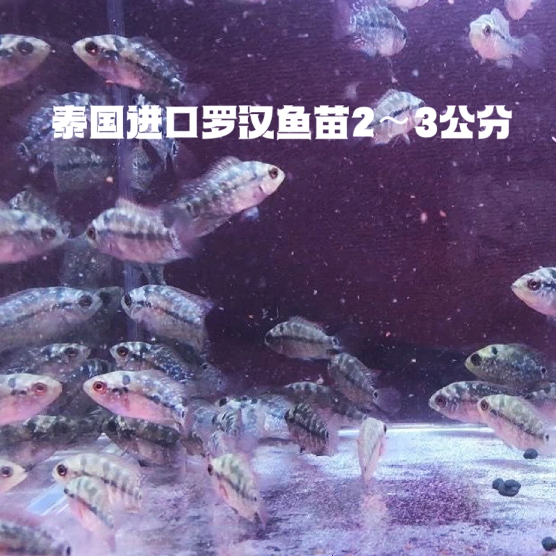 泰国进口罗汉鱼苗2~3公分