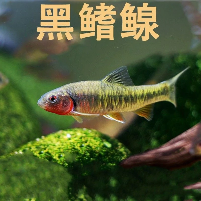 黑鳍鰁冷水鱼原生鱼观赏鱼原生缸虾虎旁皮宽鳍鱲淡水鱼除藻好养