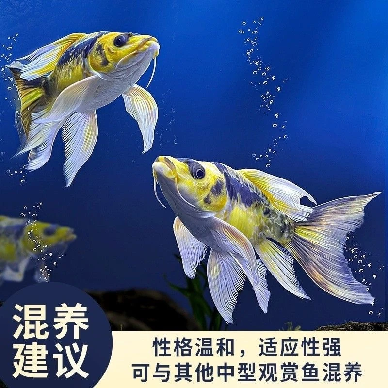 玛雅蝴蝶鲤鱼球体德系大酋长熊猫彩蝶好养耐活冷水观赏鱼九尾狐