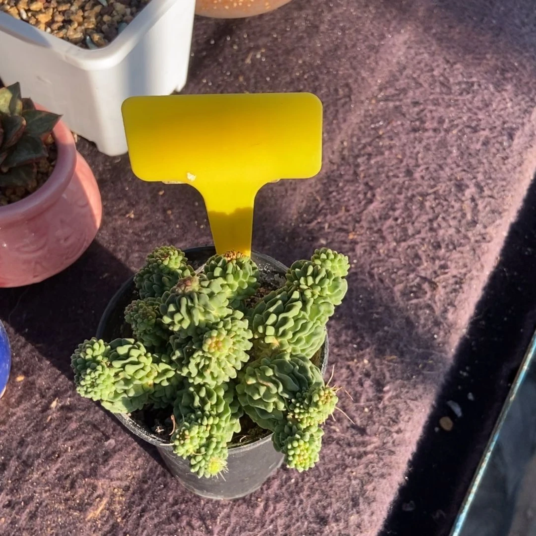 多肉植物多肉球球