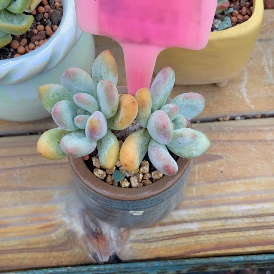 多肉植物多肉植物