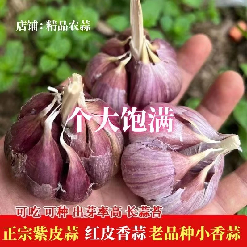 正宗紫皮大蒜头本地红皮大蒜紫皮大蒜整头出蒜苔红根蒜苗香蒜瓣