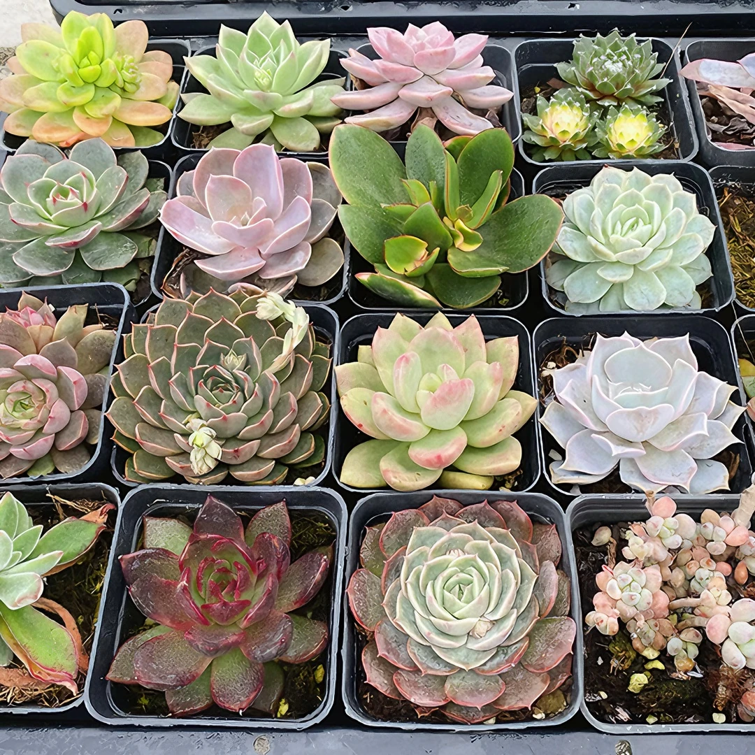 多肉植物7方盆组合套餐盆栽防辐射自家大棚自产自销无土佛手有趣