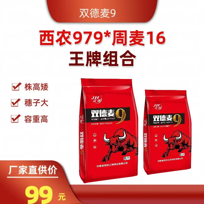 高产大穗矮杆双德麦9小麦
