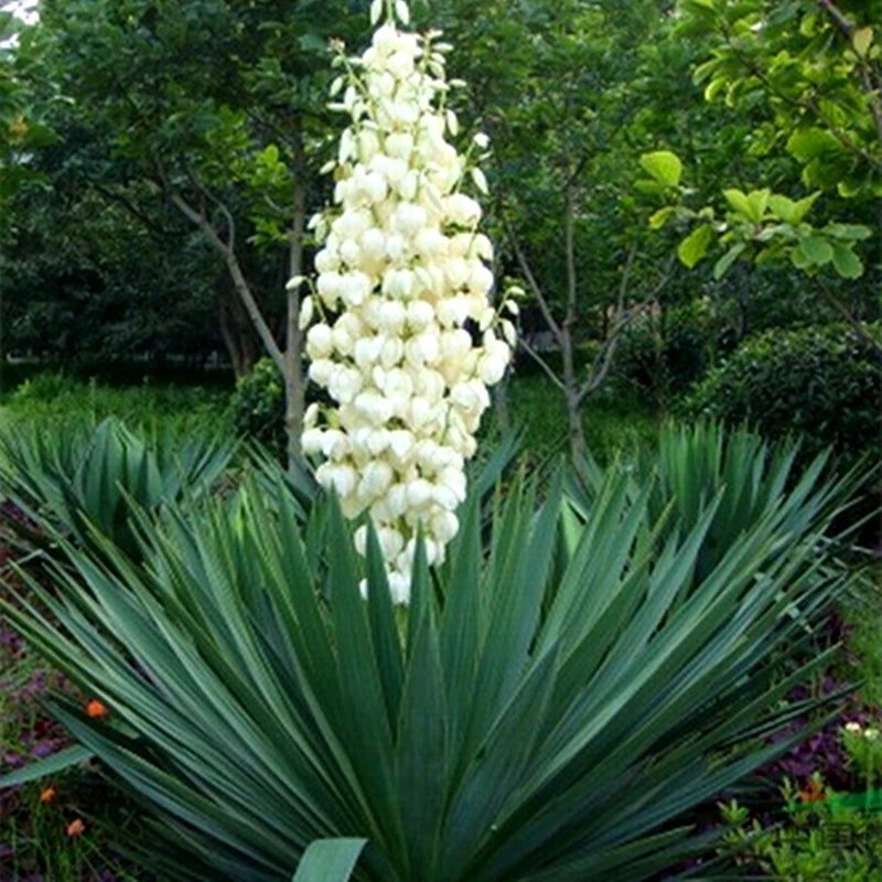 剑麻苗丝兰凤尾兰护院植物带刺花苗篱笆苗四季常青灯笼花耐寒耐旱