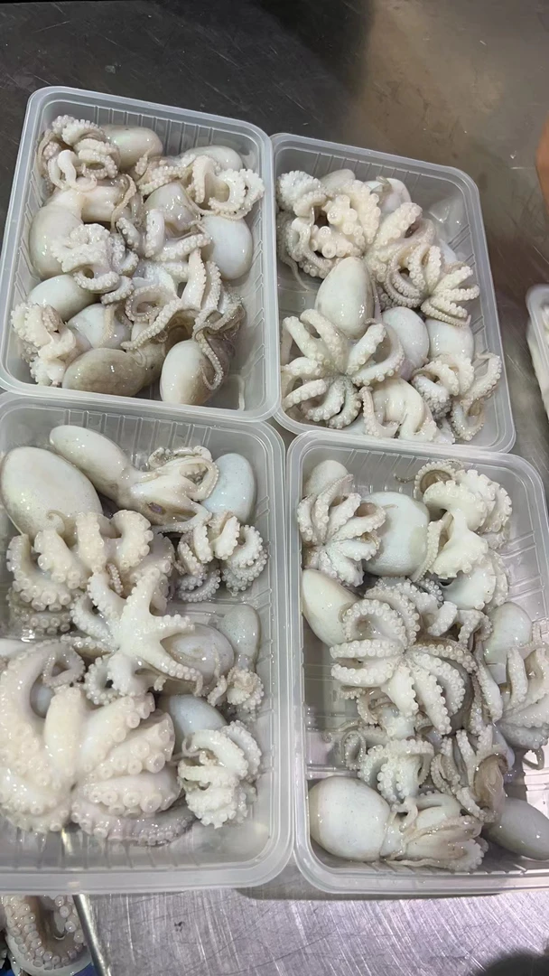 小八爪鱼  广东顺丰包邮