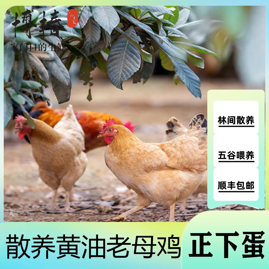 【丫丫土鸡】2只老母鸡拍一发二 共6斤左右散养黄脚山东顺丰发货