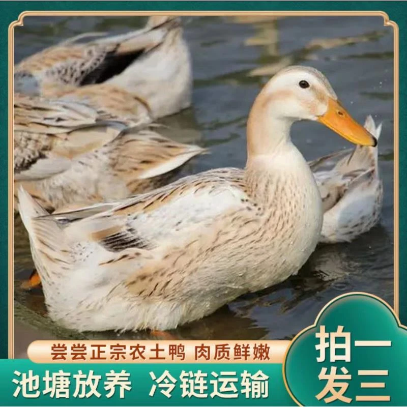 【博椿】散养土仔鸭子买二送一共三只净重共9斤左右 净膛无舌发货