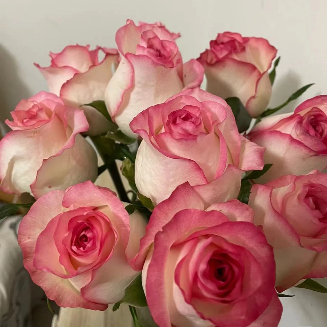 新疆包邮】艾莎玫瑰鲜花家居瓶插