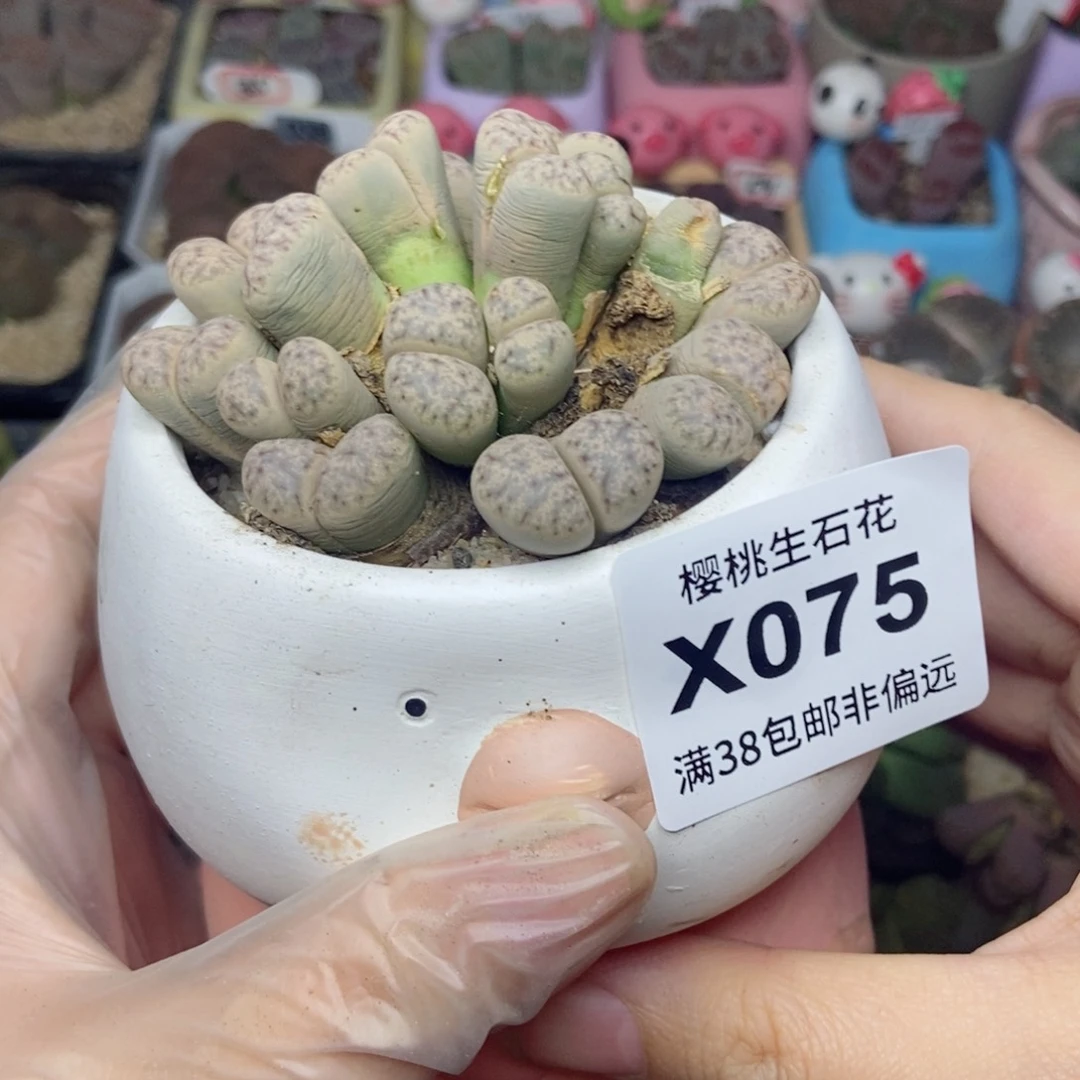 吃***乐樱桃爱妃们的美肉