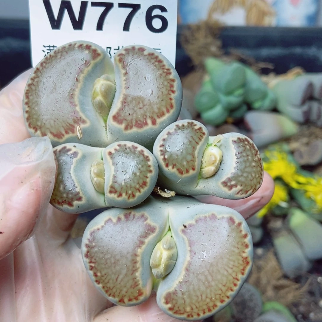 樱桃爱妃们的美肉