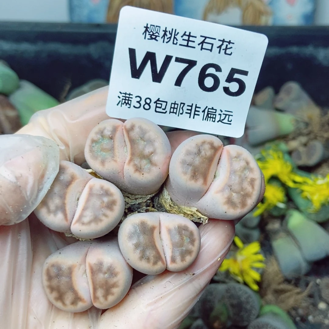 樱桃爱妃们的美肉