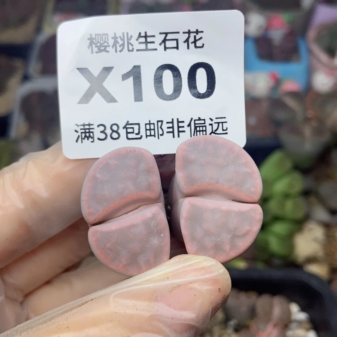 ?****?樱桃爱妃们的美肉
