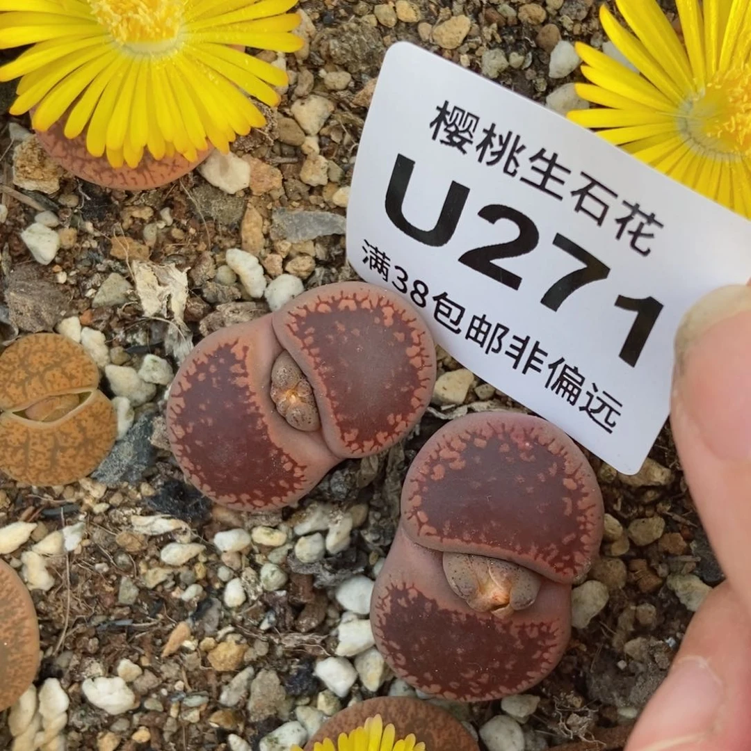 青*✰樱桃爱妃们的美肉