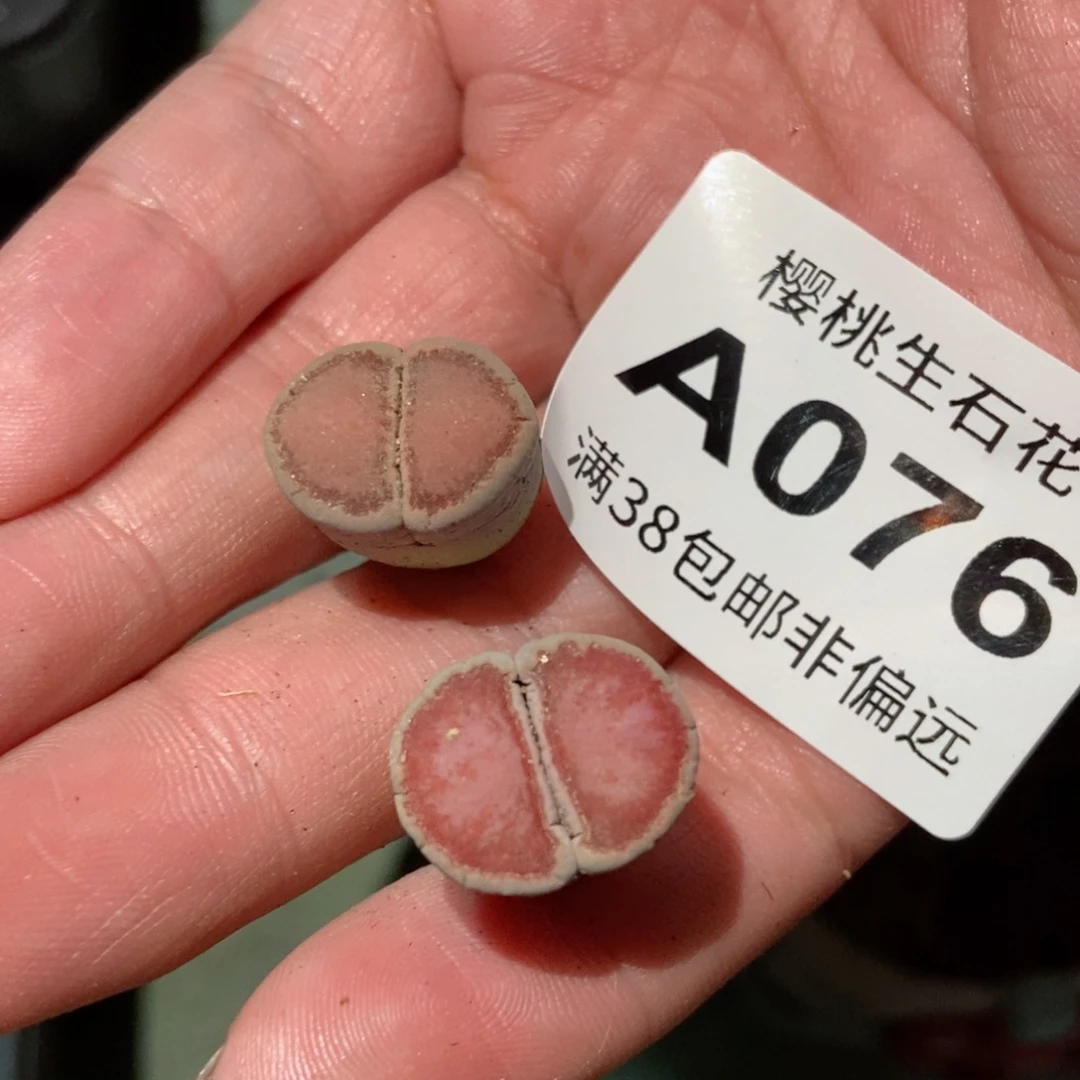 用****3樱桃爱妃们的美肉