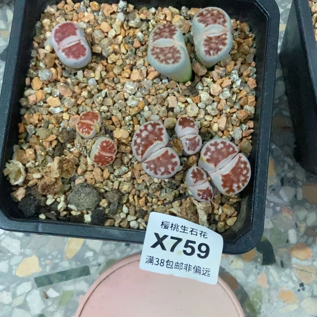 吃***乐樱桃爱妃们的美肉