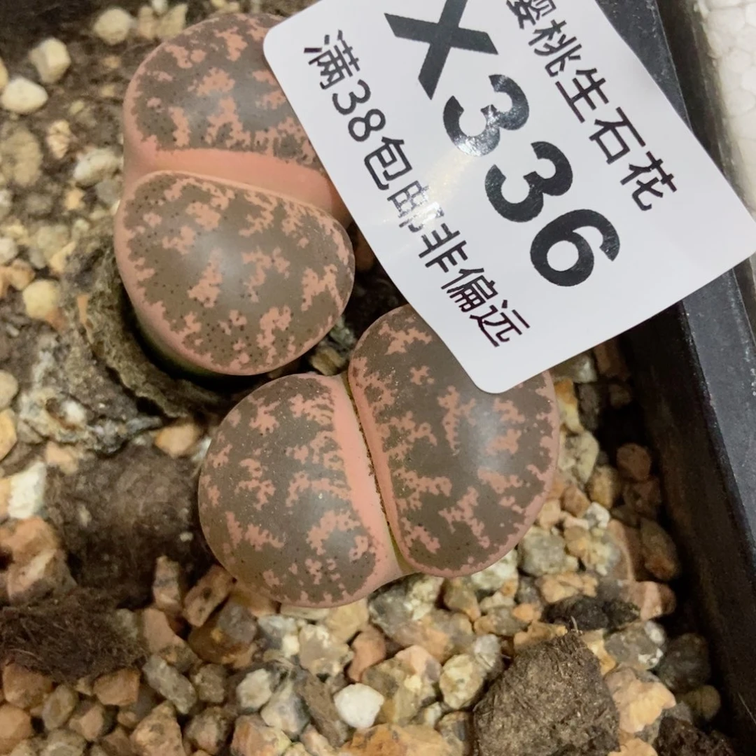 安*樱桃爱妃们的美肉