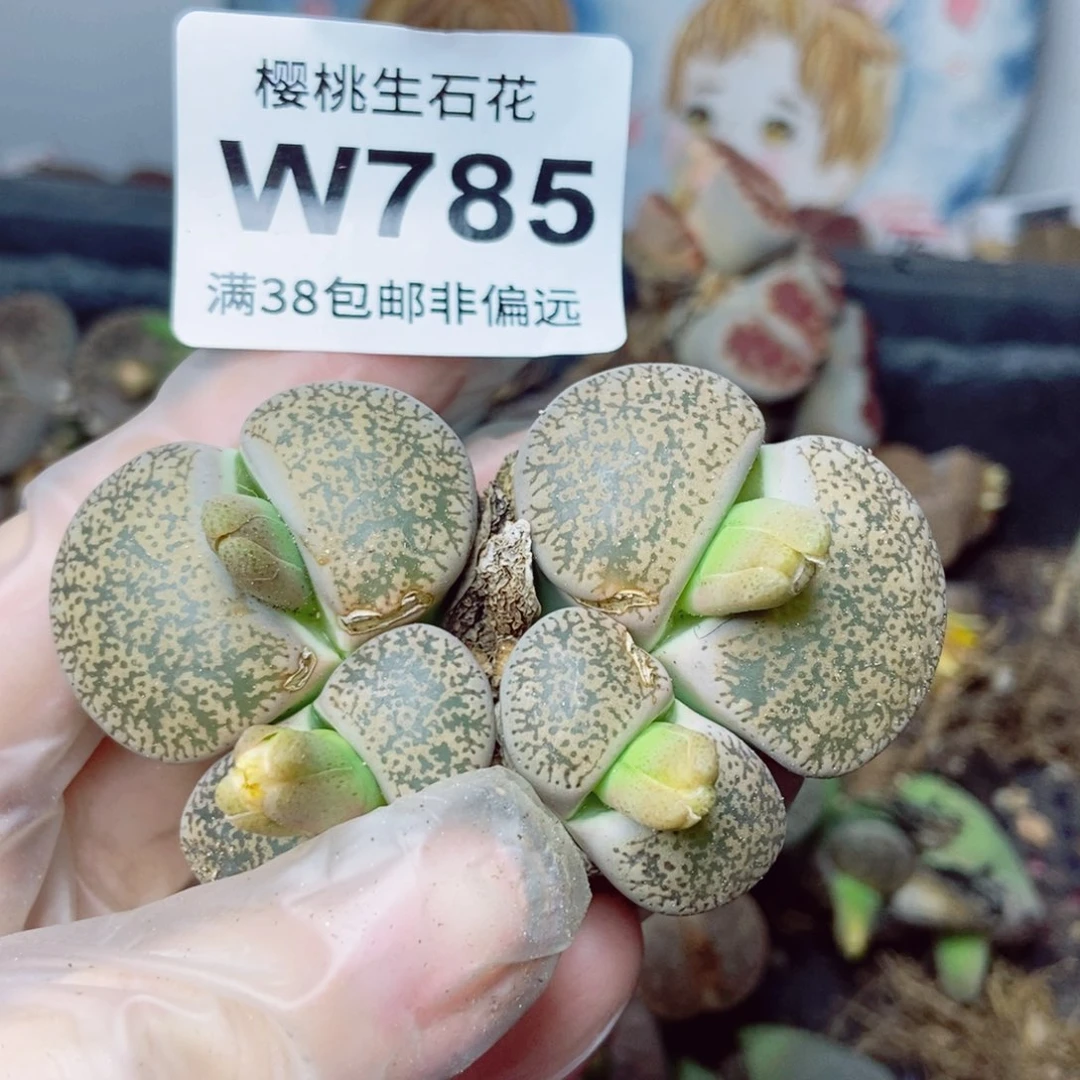 樱桃爱妃们的美肉