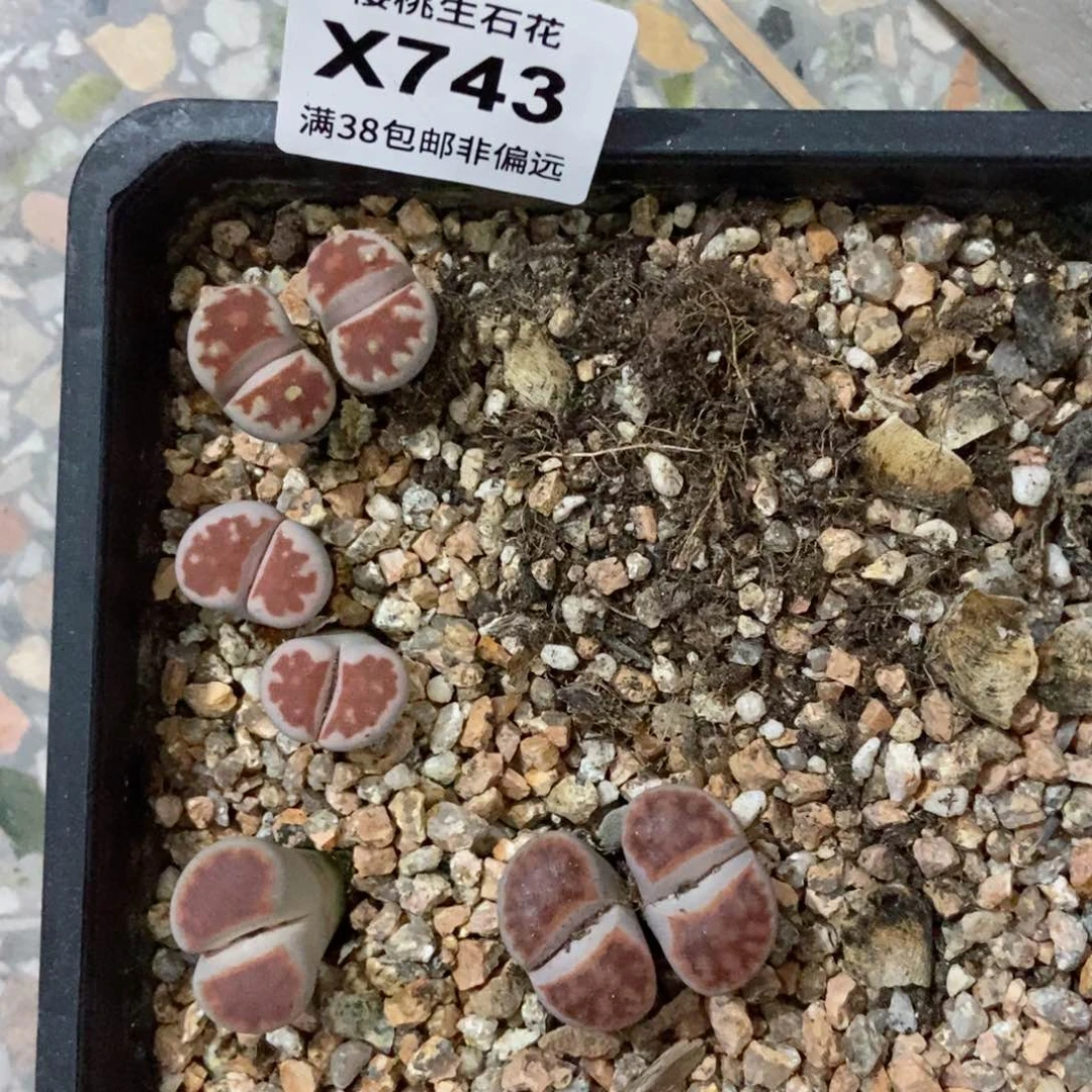 樱桃爱妃们的美肉