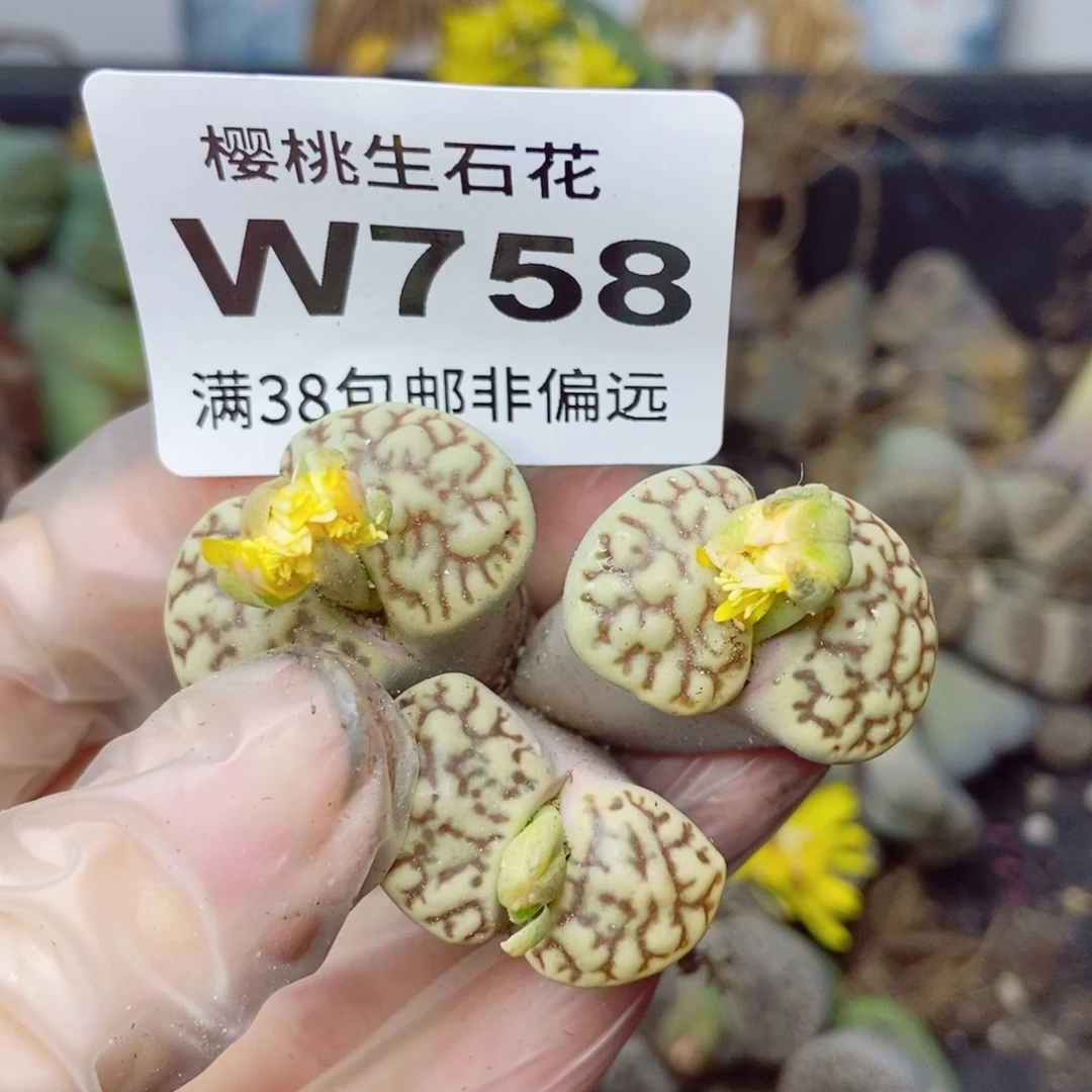 樱桃爱妃们的美肉